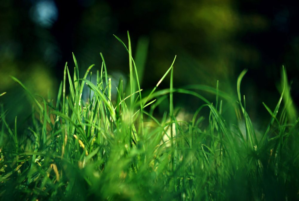 grass-green