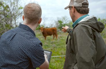 Two men in pasture looking at cattle information on a laptop