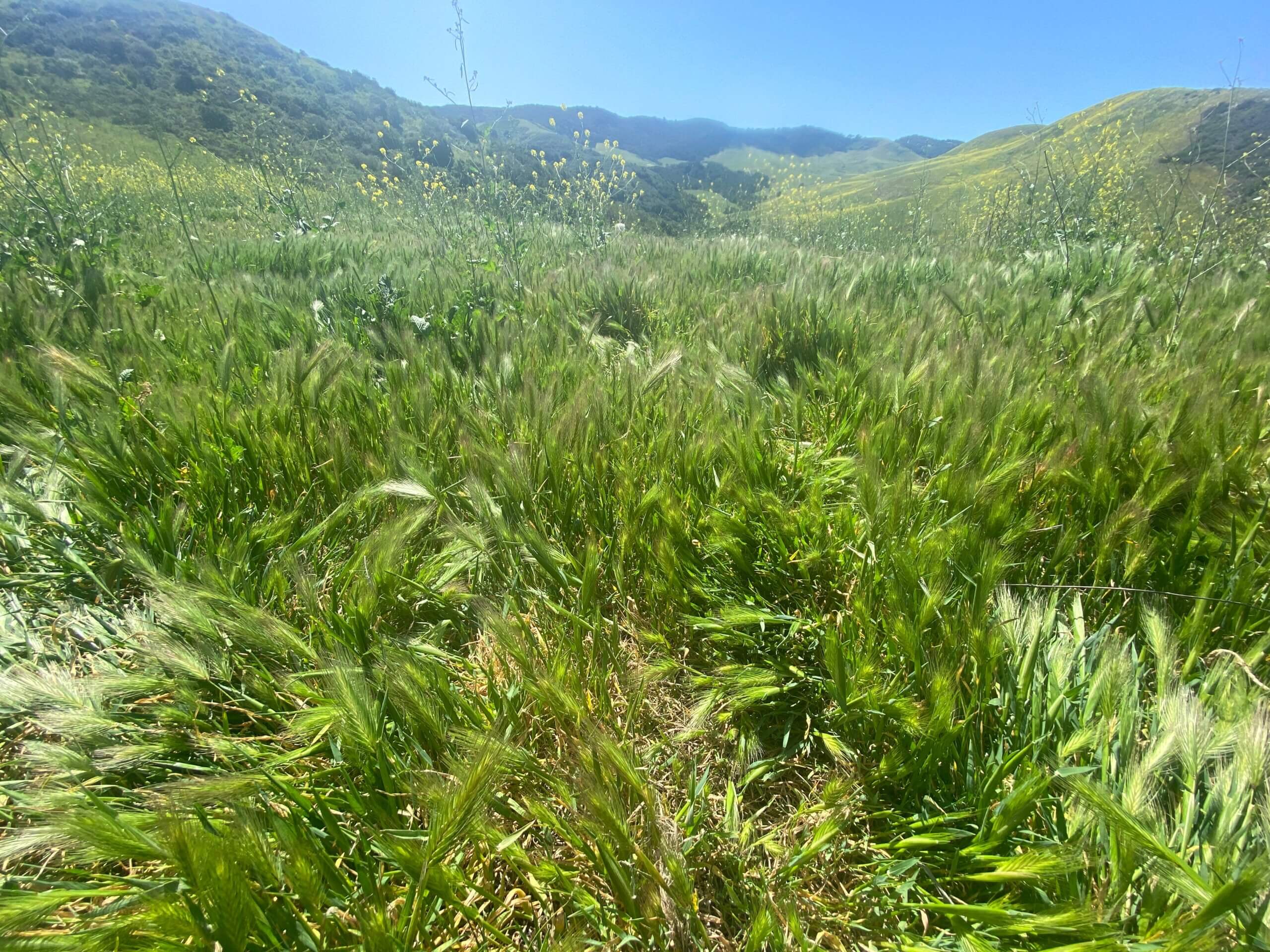 Grass-Hills