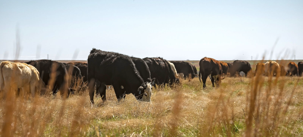 Ranchers can sell carbon credits