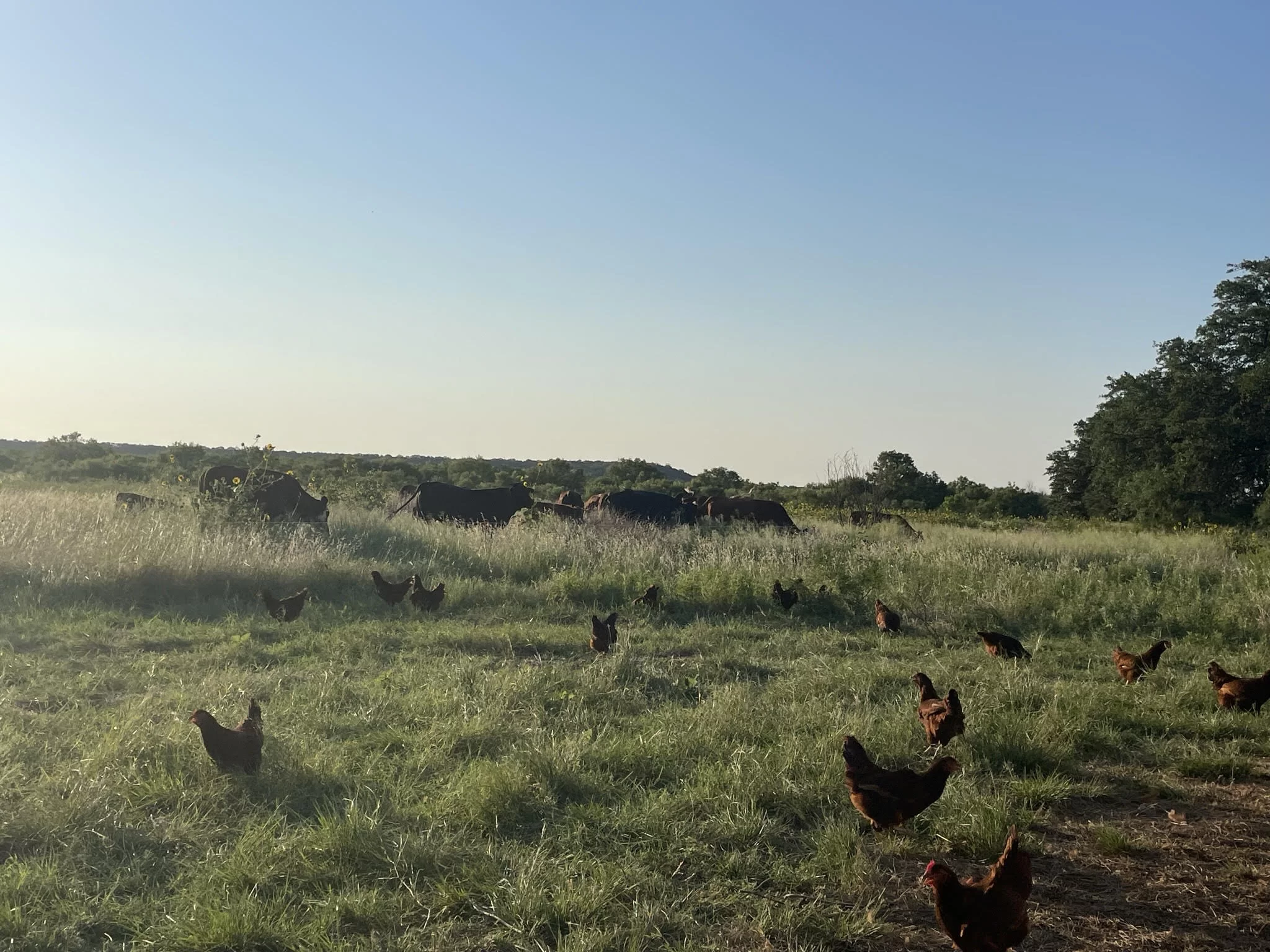 The Sunrise W Ranch in Texas