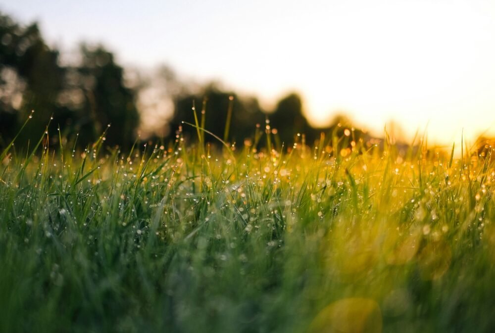 Grassland