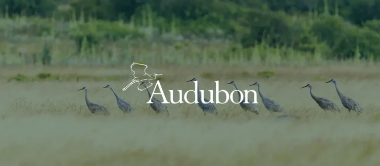 Audubon Conservation Ranching and Grassroots Carbon partner to reward U.S. regenerative land management