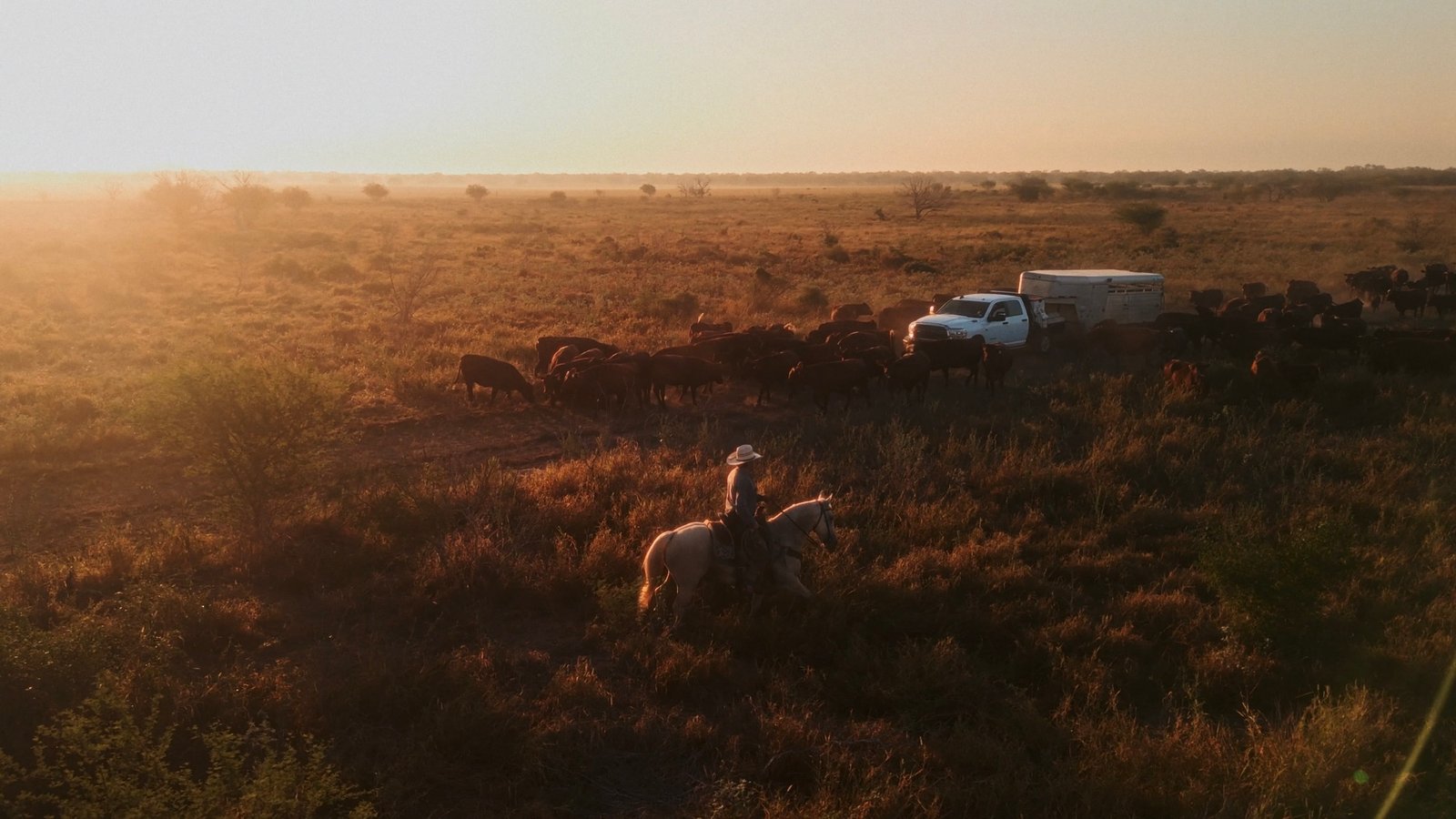 Rancher testing quality of his grass
