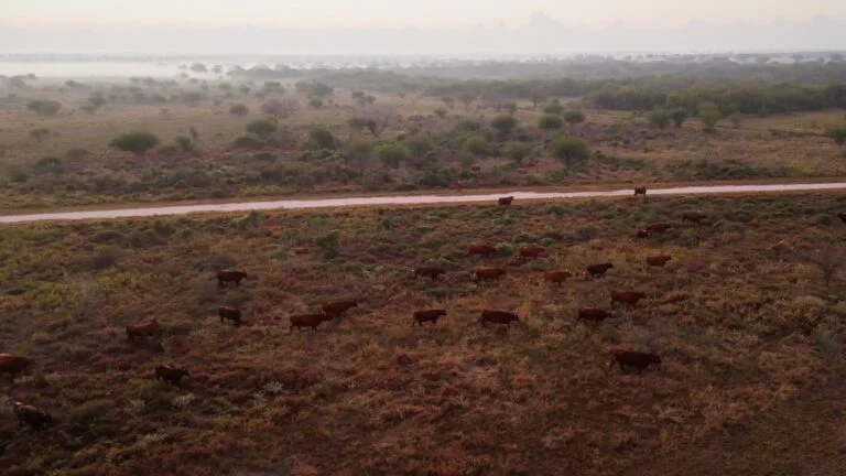 Grassroots Carbon Becomes First U.S. Company to Deliver 1.9 Million Tons of Carbon Removals Through Regenerative Ranching