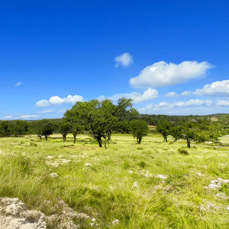 San Antonio start-up is fighting climate change 1 acre of cattle grazing at a time