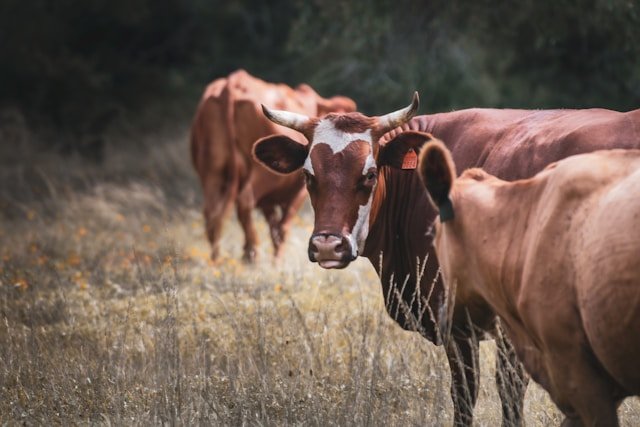 Grazing operation on open grassland