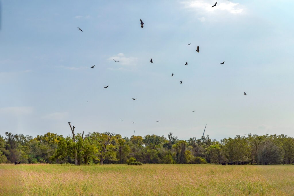 Beef prices are soaring. Regenerative grazing is helping Texas ranchers cash in.