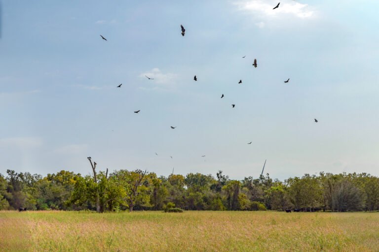 Beef prices are soaring. Regenerative grazing is helping Texas ranchers cash in.