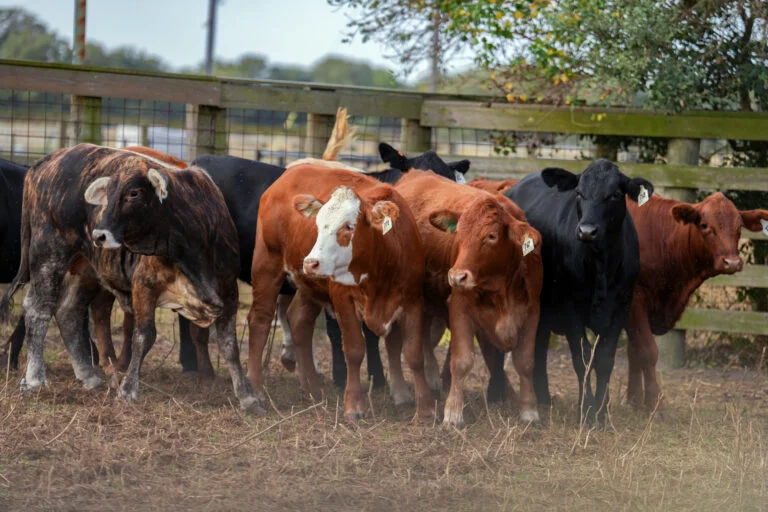 San Antonio Startup leads U.S. in Carbon Removal