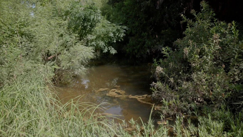 Cave Creek waters revitalizing Roam Ranch