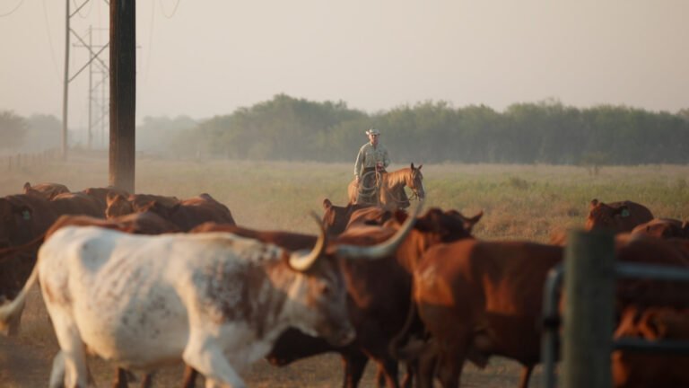 Leading with Livestock at Rancho Juntos