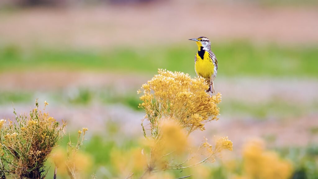 Bringing Back the Birds: Why Grassland Birds Are Choosing Working Ranches