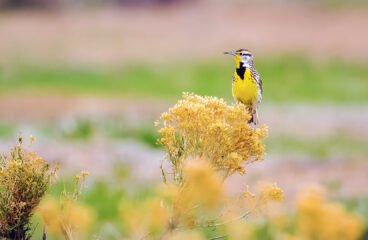 Grassland birds