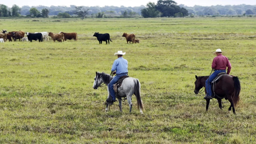 Sneary Cattle Shows What It Means to Build a Legacy That Pays