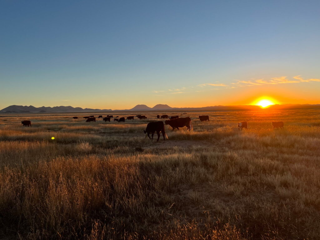 Join us for Graze the Desert in Marfa, TX