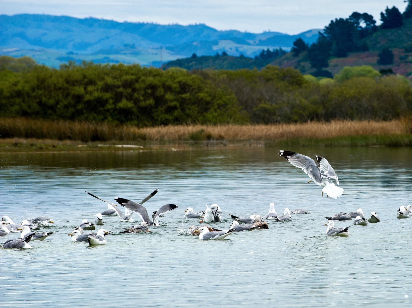 California grassland wetland