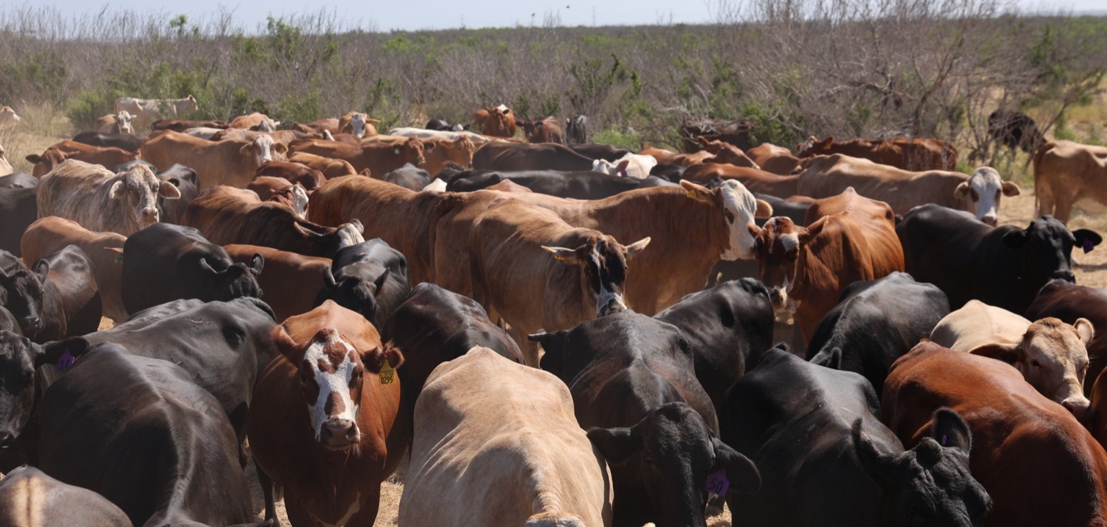 Crescent C Ranch Tour