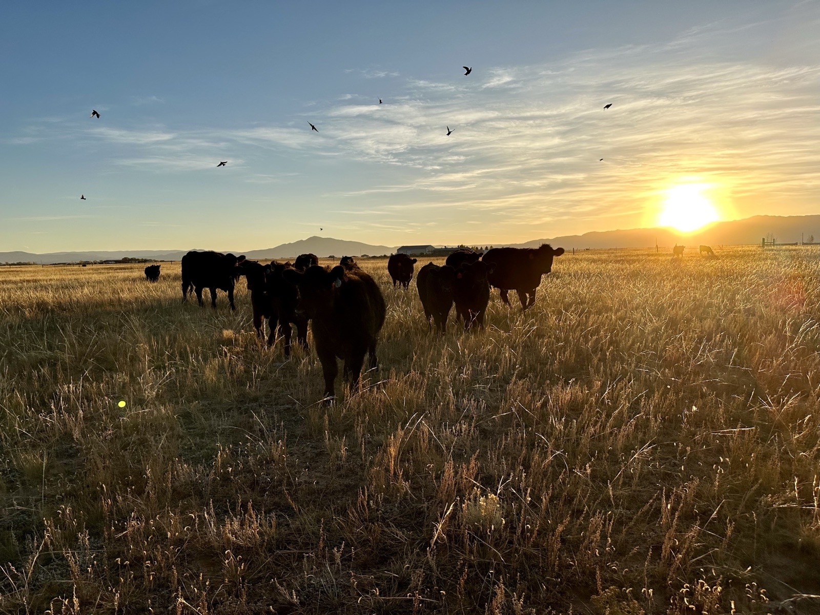 Cattle grazing at sunset with birds overhead