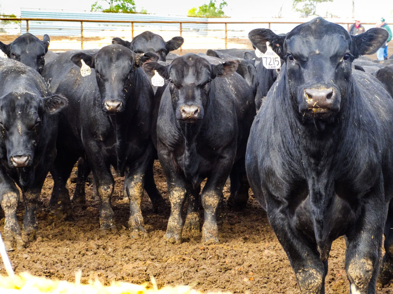 North Dakota Stockmen's Association herd